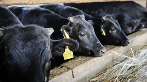 Vacas en una granja cerca de Fukushima