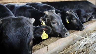 Un establo en Alemania se incendia por las flatulencias de 90 vacas