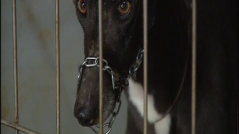 Galgos que son protegidos en b&uacute;nkers 