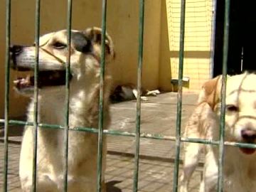 Dos perros en una perrera