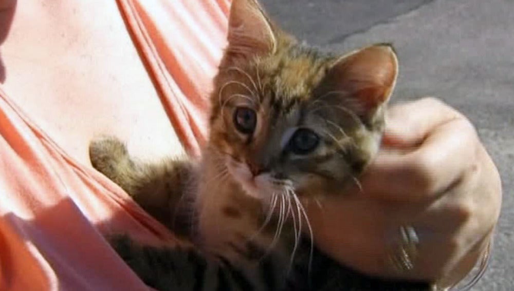 Un gato pasado por agua