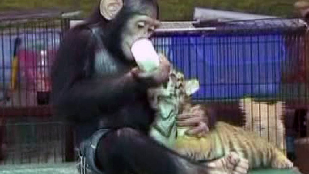 Un chimpancé adopta a unos tigres