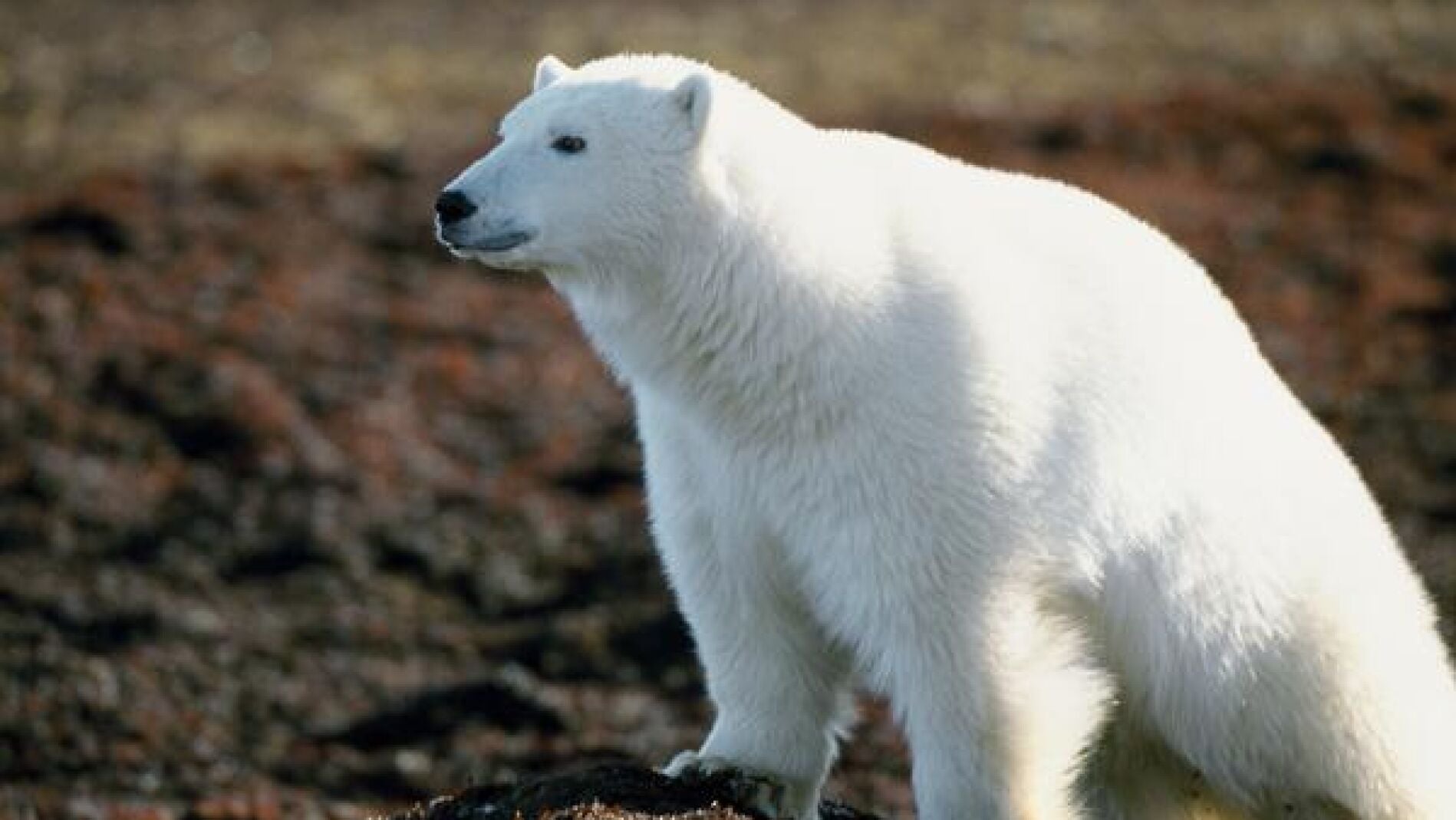 Oso polar 