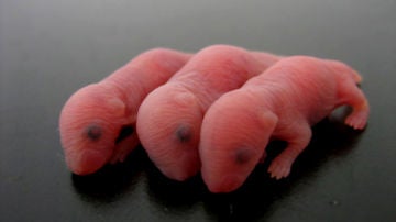 Nacen ratones creados con esperma artificial