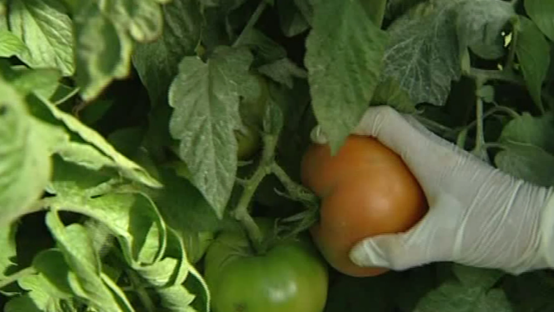 Huertos solidarios Huertos solidarios