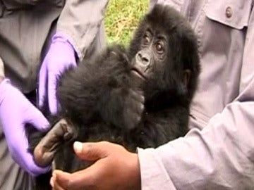  Rescatan a un bebé gorila capturado por furtivos