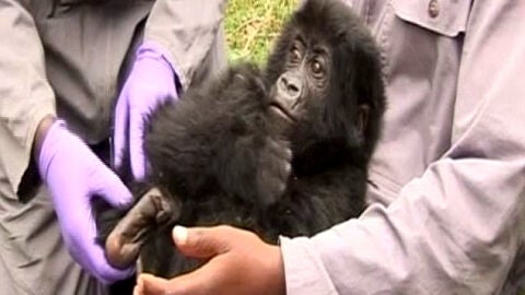  Rescatan a un beb&eacute; gorila capturado por furtivos