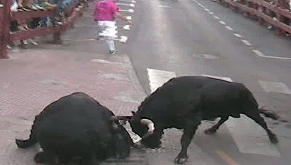 Un toro muere al ser embestido por otro