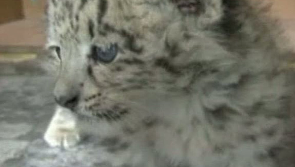 Un leopardo se queda atascado en unas rocas en China