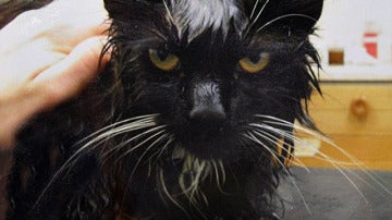 Un gato sobrevive después de que su dueño intentase cocinarlo