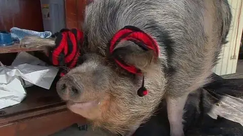 Un cerdo gigante en Australia se pone a dieta Un cerdo gigante en Australia se pone a dieta