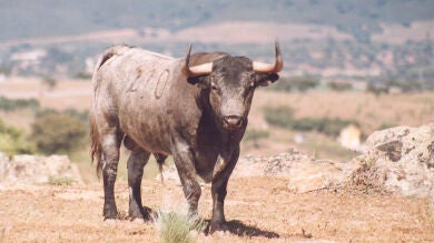 Victorino Martín Andrés: medio siglo de un ganadero de leyenda