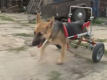 Una silla 'especial' ayuda a una perra a andar