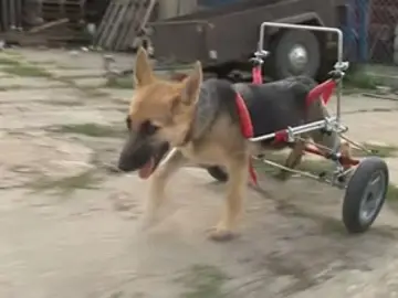 Una silla 'especial' ayuda a una perra a andar Una silla 'especial' ayuda a una perra a andar