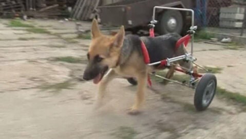 Una silla 'especial' ayuda a una perra a andar