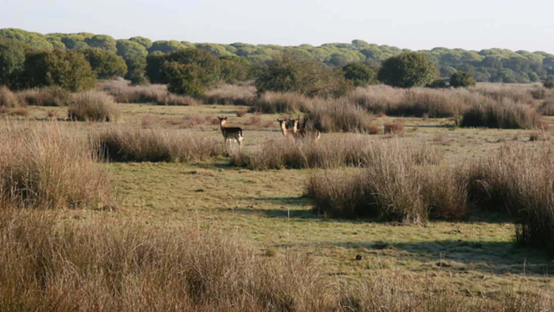 Parque Nacional de Doñana