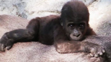 Nace una cría de gorila en el zoo de Madrid