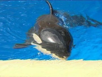 Científicos españoles tratan de descifrar el lenguaje de las orcas Científicos españoles tratan de descifrar el lenguaje de las orcas