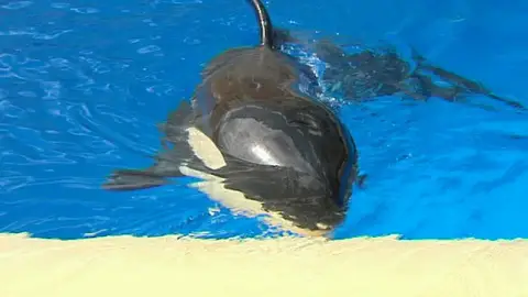 Científicos españoles tratan de descifrar el lenguaje de las orcas Científicos españoles tratan de descifrar el lenguaje de las orcas