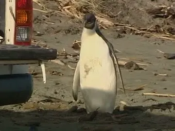 Happy Feet vuelve a casa Happy Feet vuelve a casa