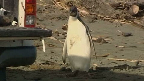 Happy Feet vuelve a casa