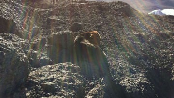 Perro en la cima del Kilimanjaro