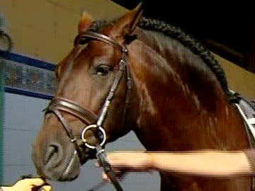 El mejor caballo joven de doma clásica del país El mejor caballo joven de doma clásica del país