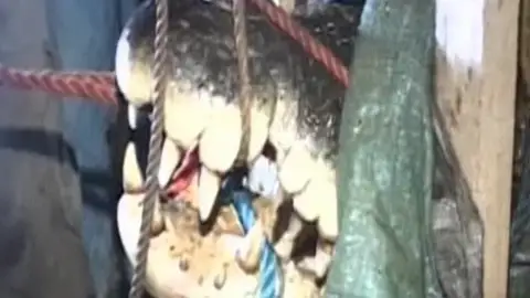 Capturan a un cocodrilo de 6,5 metros y 1.100 kilos Capturan a un cocodrilo de 6,5 metros y 1.100 kilos