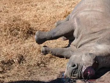 Un rinoceronte cazado para quitarle el cuerno Un rinoceronte cazado para quitarle el cuerno