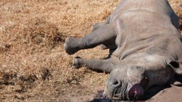 Un rinoceronte cazado para quitarle el cuerno