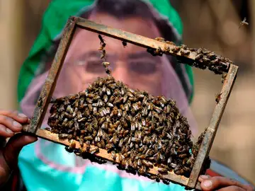 Abejas Abejas
