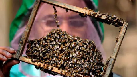 Abejas Abejas