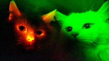Gatos fluorescentes inmunes al SIDA