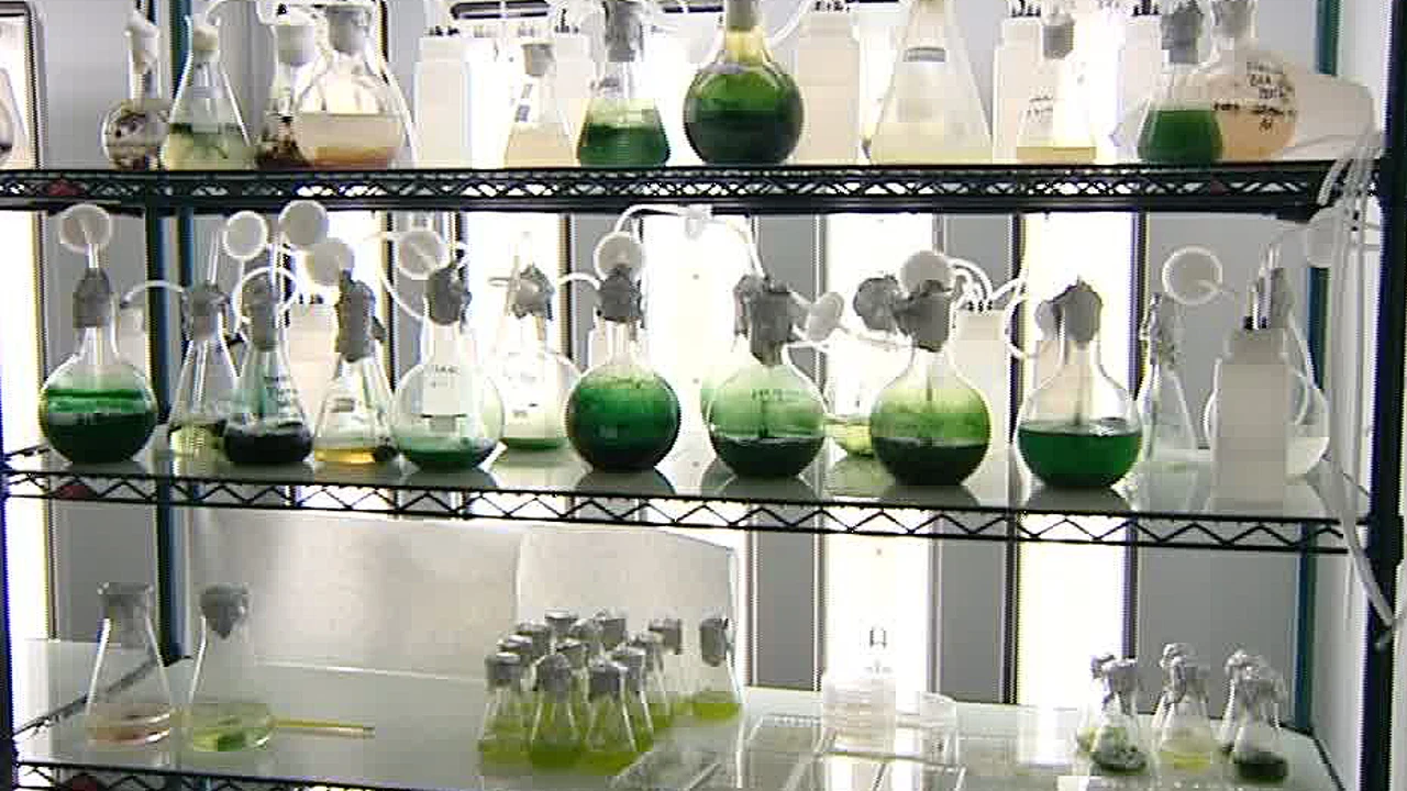 El primer banco de algas de España, referente mundial