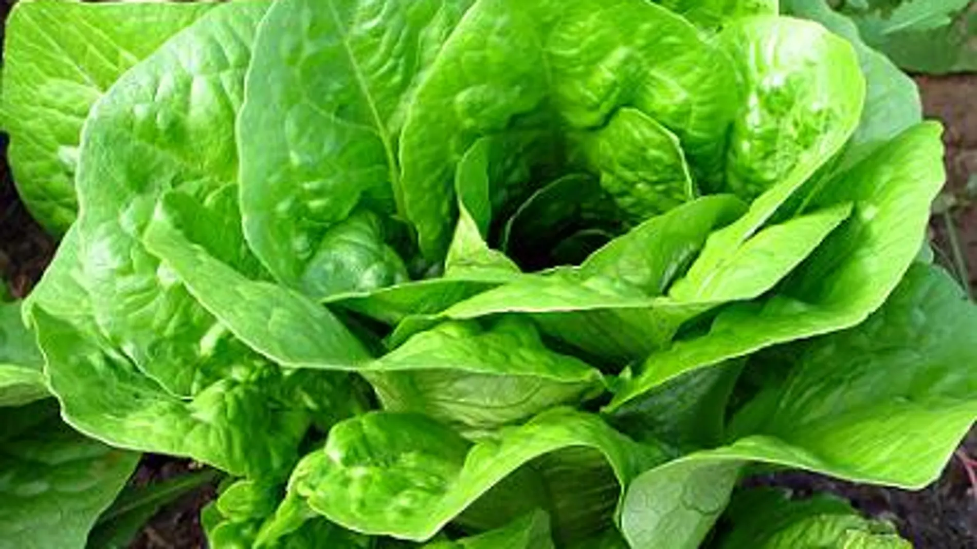 Lechuga Lechuga