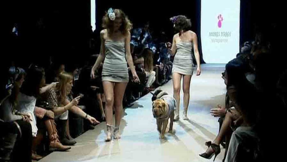 Desfile de moda de perros