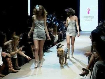 Desfile de moda de perros