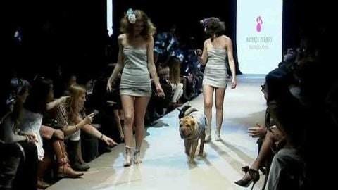 Desfile de moda de perros