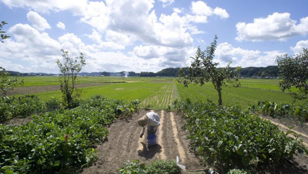 Plantación de arroz en Isumi City, en la prefectura de Chiba, Japón.