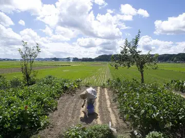 Plantación de arroz en Isumi City, en la prefectura de Chiba, Japón. Plantación de arroz en Isumi City, en la prefectura de Chiba, Japón.