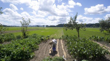 Plantación de arroz en Isumi City, en la prefectura de Chiba, Japón.