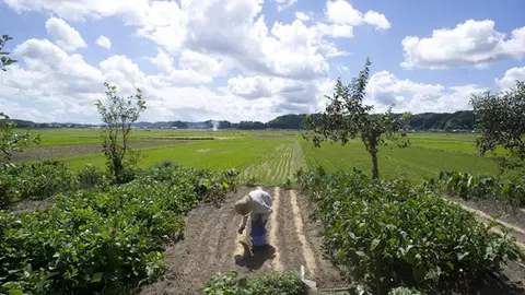 Plantación de arroz en Isumi City, en la prefectura de Chiba, Japón. Plantación de arroz en Isumi City, en la prefectura de Chiba, Japón.