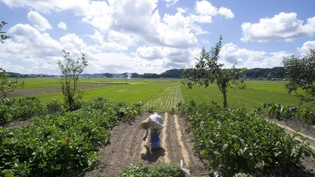 Plantaci&oacute;n de arroz en Isumi City, en la prefectura de Chiba, Jap&oacute;n.