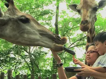 Un zoo sin jaulas y barrotes en Singapur Un zoo sin jaulas y barrotes en Singapur