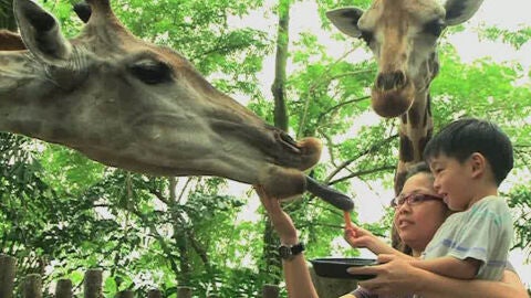  Un zoo sin jaulas y barrotes en Singapur