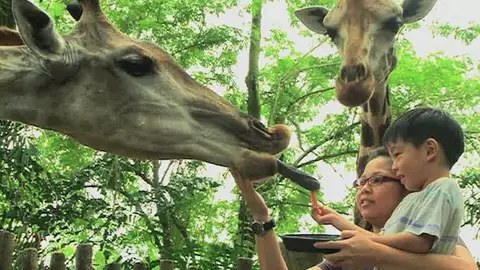 Un zoo sin jaulas y barrotes en Singapur Un zoo sin jaulas y barrotes en Singapur