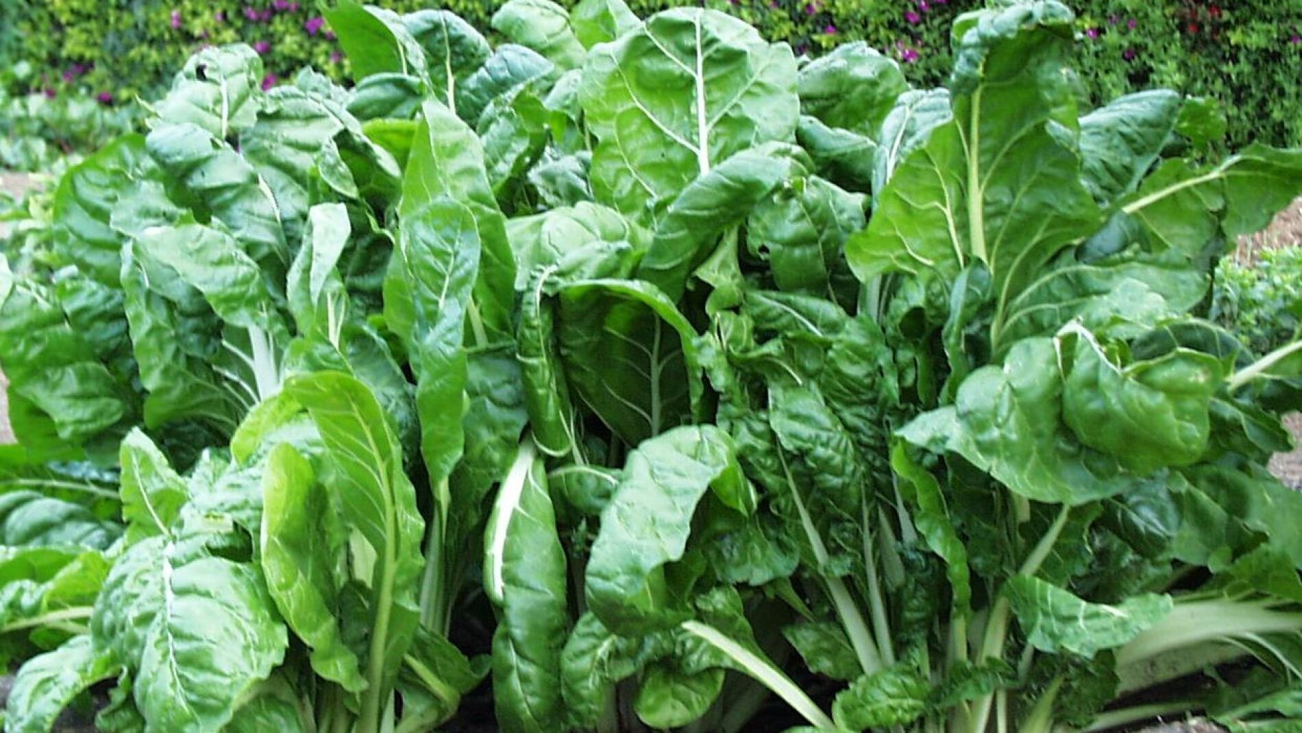 Agricultura ecol&oacute;gica