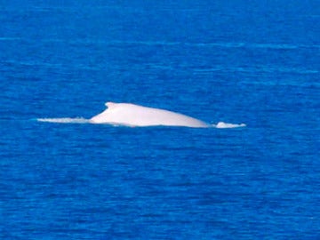 Ballena albina jorobada, Mingaloo en agosto de 2009