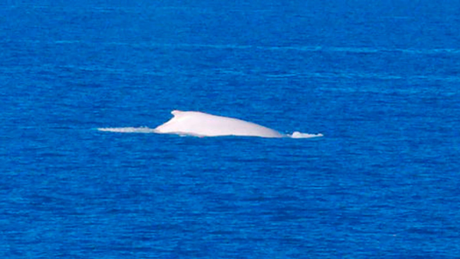 Ballena albina jorobada, Mingaloo en agosto de 2009 Ballena albina jorobada, Mingaloo en agosto de 2009