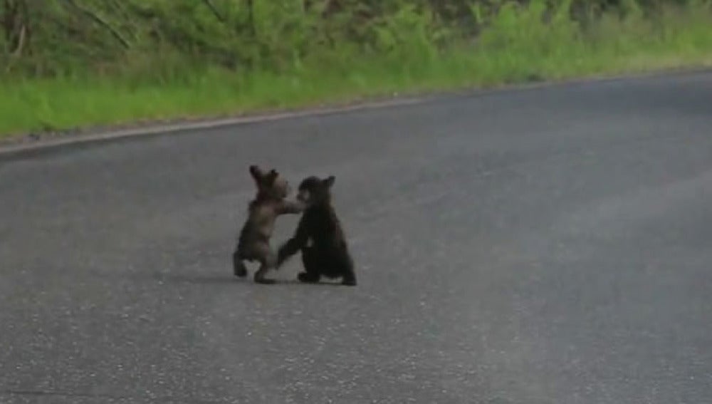 Dos cachorros de oso (29-9-2011)